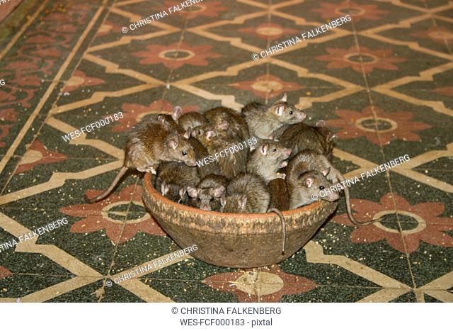 India, Rajasthan, Deshnoke, rats sitting in bowl at Karni Mata Temple