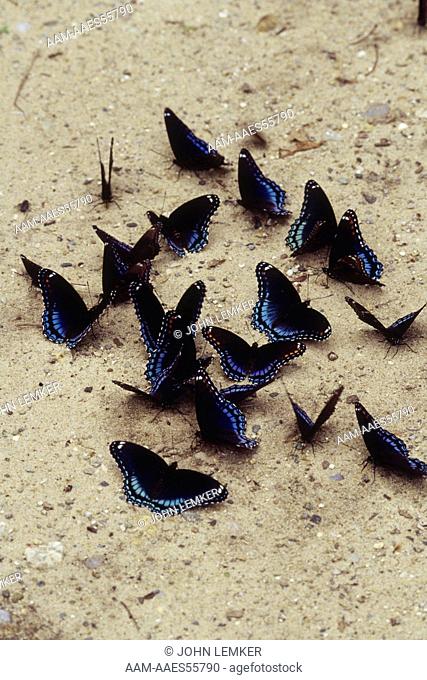 Red-Spotted Purple Butterfly feeding on salt deposits, MI'group (Basilarchia astyanax)