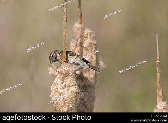 Saxicola torquatusniolan Stonechat, Stonechat, Songbirds, Animals, Birds, Common african stonechat (Saxicola torquata) adult female