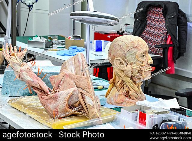 PRODUCTION - 19 April 2023, Brandenburg, Guben: Two human plastinated body parts are on display in the workshop of Gubener Plastinate GmbH
