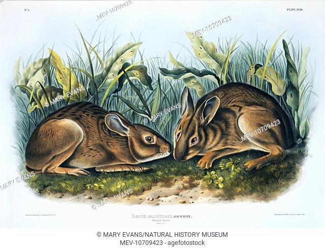 Lepus Palustris (Bachman), Marsh rabbit. Plate 18 from The Viviparous Quadrupeds of North America, Vol. 1, 1845, by John James Audubon (1785-1851) and John...