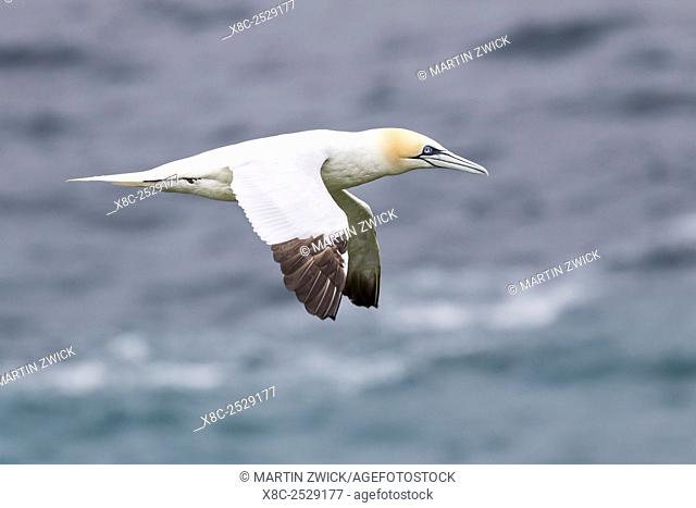 Northern Gannet (Morus bassanus) in the cliffs of Hermaness bird reserve on the island of Unst, Shetland Islands Europe, northern europe, great britain
