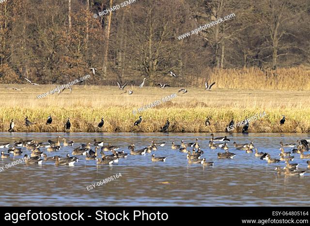 Great GGreat Goose, (Anser anser) and Great cormorant (Phalacrocorax carbo), Southern Bohemia, Czech Republicoose, (Anser anser), Southern Bohemia