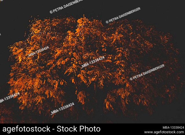 At night - light and dark - trees and leaves in autumn, illuminated