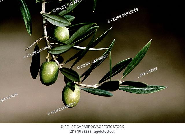 Olive in a branch picual, Jaen, Andalusia, Spain