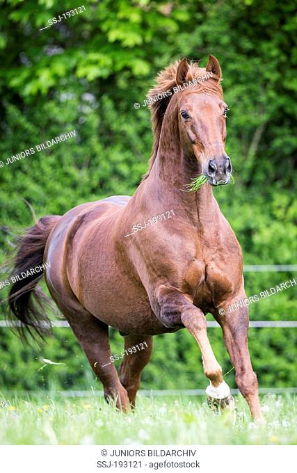 Westphalian Horse. Chestnut gelding galloping on a pasture. Germany