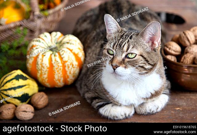Herbstbild mit Katze