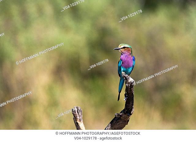 Lilac breasted roller (Coracias caudatus) sitting on a branch in Botswana