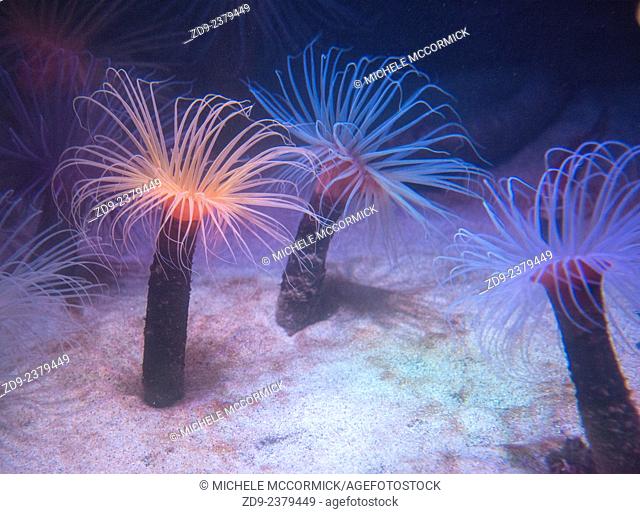 Delicate tube anemone show their colors in gentle light