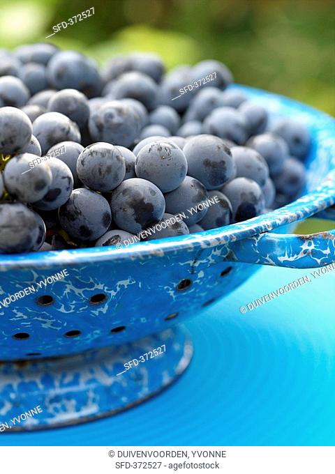 Black grapes Concord grapes in blue colander