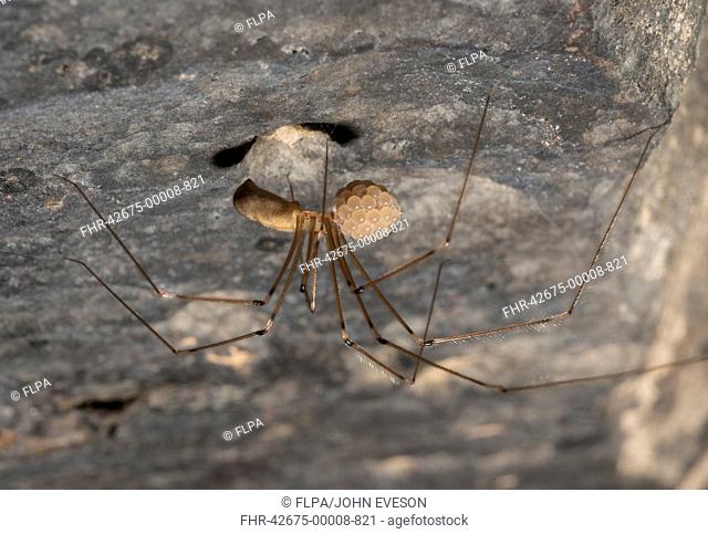 Daddy-long-legs Spider (Pholcus phalangioides) adult female, carrying eggs in house, Chipping, Lancashire, England, June