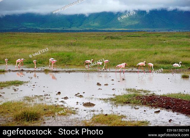 Group of flamingos standing in the water and searching for food, Ngorongoro Crater, Tanzania 2021