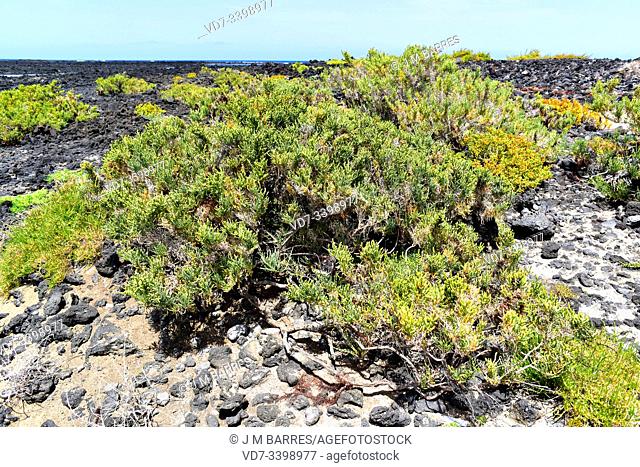 Arthrocnemum macrostachyum is a succulent subshrub that grows on saline soils (salt marshes) in Mediterranean Basin coasts, Canary Islands and Middle East