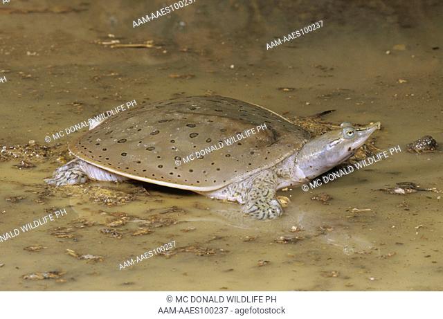Spiny Softshell Turtle (Trionyx spiniferus), Central US