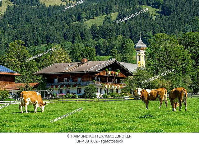 Cows on a pasture, cattle (Bos primigenius taurus), farmhouse and former monastery St. Martin, Martinsmünster, Fischbachau, Leitzachtal, Upper Bavaria, Bavaria