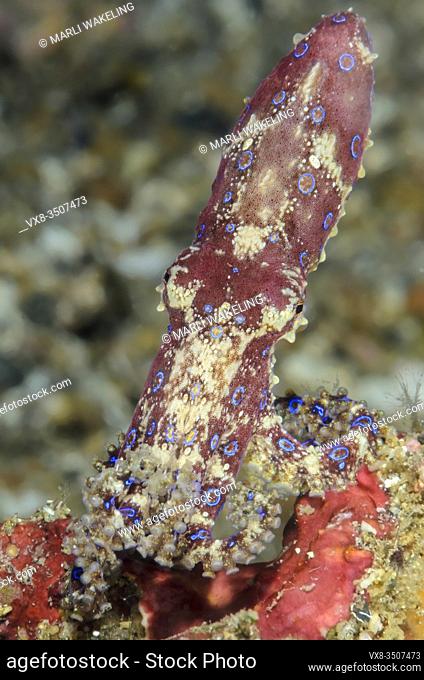 Blue-ringed octopus, Hapalochlaena sp., Lembeh Strait, North Sulawesi, Indonesia, Pacific