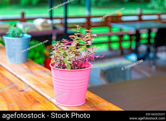A small garden pot with a growing bright flower on a summer day