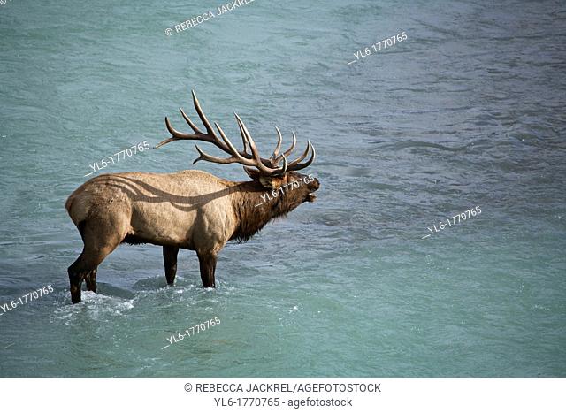 A bull elk Cervus canadensis calls to his herd from the edge of a glacial fed river in Jasper National Park, Alberta, Canada