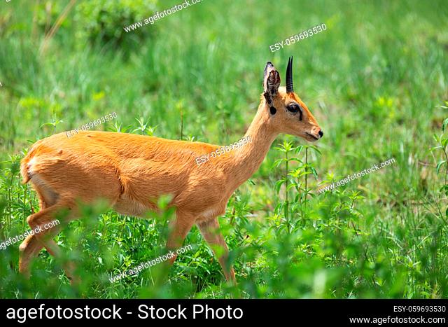 Oribi, Ourebia ourebi is cute small antelope found in eastern, southern and western Africa. Ethiopia, Senkelle Sanctuary, Africa wildlife