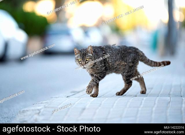 tabby stray cat with scruffy fur walking on the sidewalk in mallorca, spain