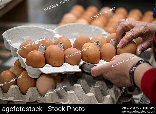 03 April 2023, Brandenburg, Wustermark: Eggs from the producer association ""Brandenburger Bio-Ei GmbH"" are placed in egg cartons at the packing station