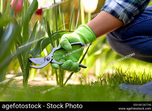 man with pruner taking care of flowers at garden