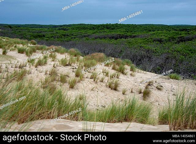 france, novelle-aquitaine, gironda, carcans, sand dune on the beach of carcans plage, behind it an extensive pine forest, atlantic coast, bay of biscay