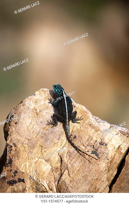Agama standing on Rock, Hermanus in South Africa