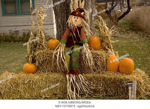 Figure and pumpkins, set up to commemorate Hallowe'en