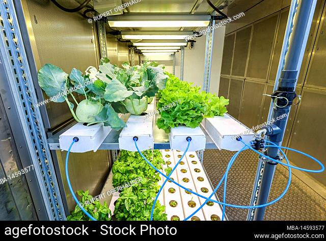 Vegetable cultivation on the Klaeranlage, SUSKULT, Agricultural Systems of the Future, Dinslaken, North Rhine-Westphalia, Germany