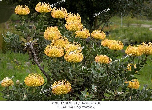 Pincushion Protea (Leucospermum spec), Cape Region, South Africa