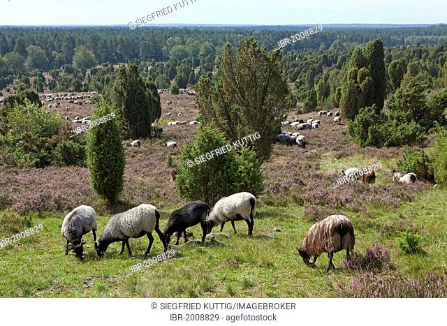 Flock of Heidschnucke moorland sheep in Totengrund near Wilsede, Lueneburg Heath, Lower Saxony, Germany, Europe
