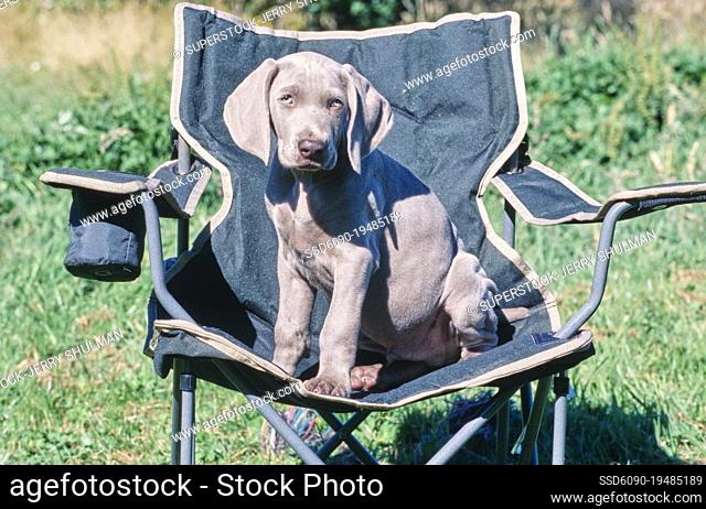 Weimaraner puppy sitting in folding camp chair outside