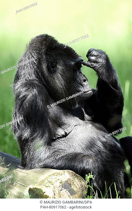Female gorilla 'Fatou' enjoying the sun at the zoo in Berlin, Germany, 3 June 2016. The female lowland gorilla travelled from Western Africa to Berlin in 1959...