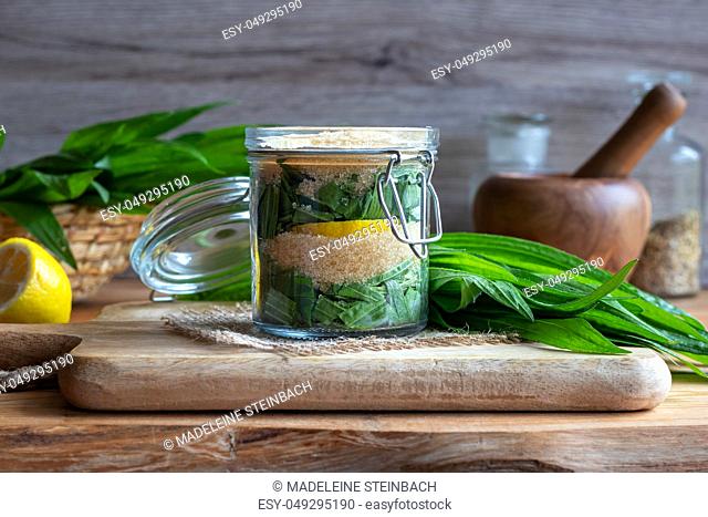 A jar filled with fresh ribwort plantain leaves, lemon and cane sugar, to prepare homemade herbal syrup against cough