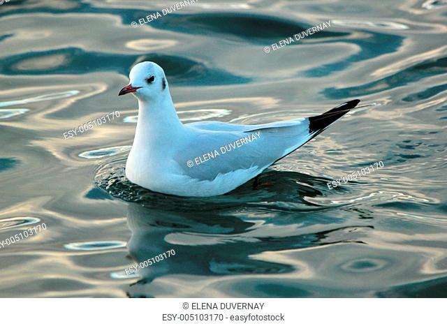 Seagull on water