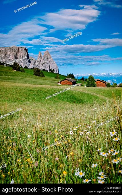 Alpe di Siusi - Seiser Alm with Sassolungo - Langkofel mountain group in background at sunset. Yellow spring flowers and wooden chalets in Dolomites