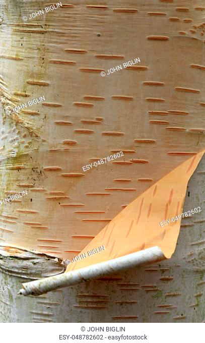 Birch (Betula utilis var. jacquemontii) tree trunk with white bark peeling away