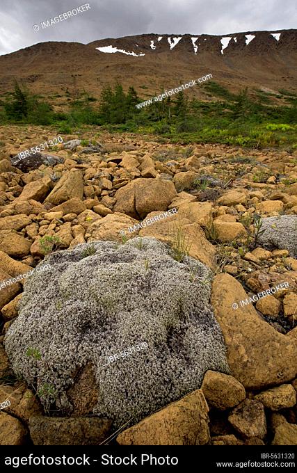 Woolly Fringe-moss (Racomitrium lanuginosum) growing on serpentine and peridotite, Tablelands, Gros-Morne N.P., Newfoundland, Canada, North America