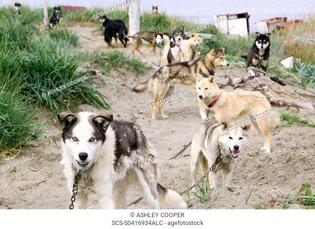 sled dog on Shishmaref a tiny island between alaska and siberia in the Chukchi sea is home to around 600 inuits or eskimos As hunter gatherers their carbon...