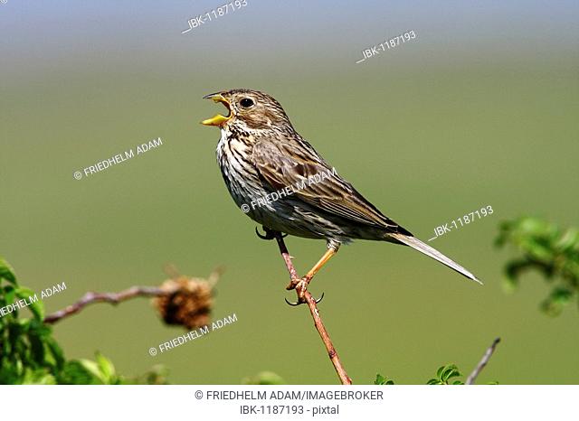 Corn Bunting (Miliaria calandra) perched on a branch, chirping