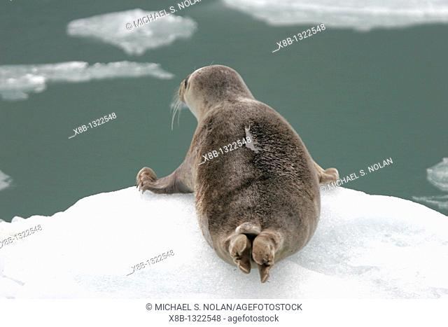 Harbor Seal Phoca vitulina mother on ice calved from the Sawyer Glaciers in Tracy arm, Southeast Alaska, USA  Pacific Ocean