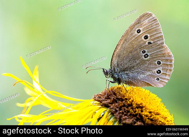 Ein brauner Waldvogel Schmetterling sitzt auf der Blüte des Alant