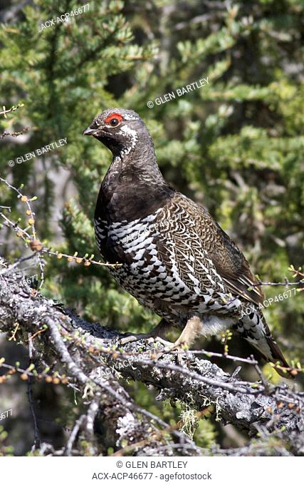 Spruce Grouse Falcipennis canadensis perched on a branch in Churchill, Manitoba, Canada