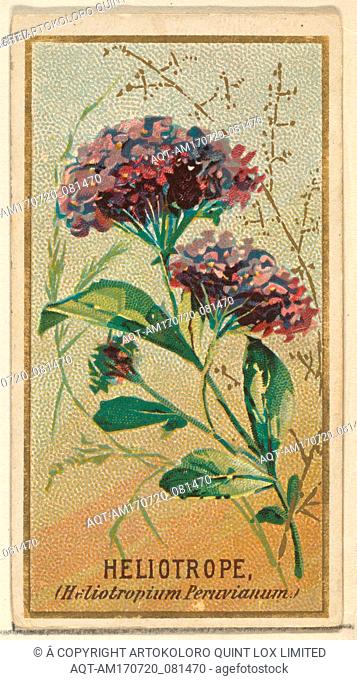 Heliotrope (Heliotropium Peruvianum), from the Flowers series for Old Judge Cigarettes, 1890, Commercial color lithograph, sheet: 2 3/4 x 1 1/2 in