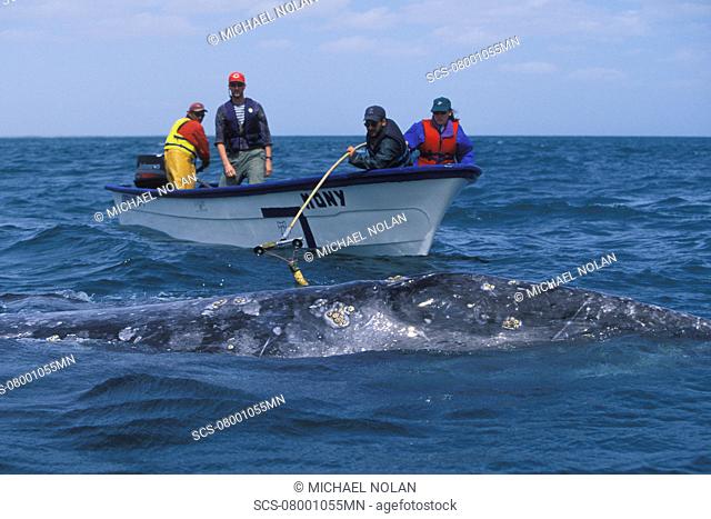 Researchers placing satellite tag on adult California Gray Whale Eschrichtius robustus San Ignacio Lagoon, Baja California Sur, Mexico No model release