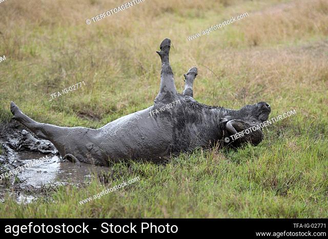 Water Buffalo in the sludge