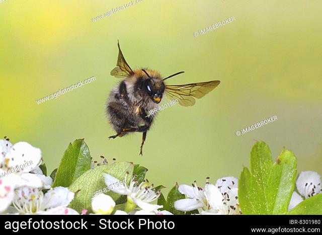 Common carder-bee (Bombus pascuorum), in flight, highspeed nature photo, over two-handled midland hawthorn (Crataegus laevigata), Siegerland