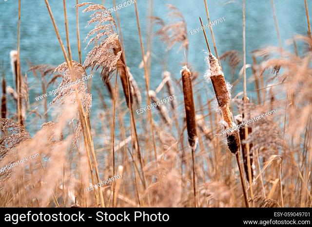 on a shore of a lake there are many burst bulrushes which are also called pompesel