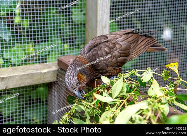 Famous Kea parrot in a birds preserve on North Island of New Zealand